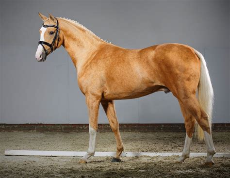 dina dior deutsches reitpony|German Riding Pony: The Ultimate Horse Breed Profile.